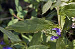 Great blue lobelia